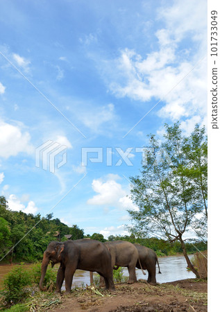 <老撾>生活在瑯勃拉邦“大象村”的大象 101733049