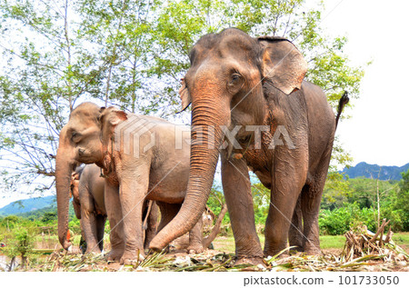 <老撾>生活在瑯勃拉邦“大象村”的大象 101733050