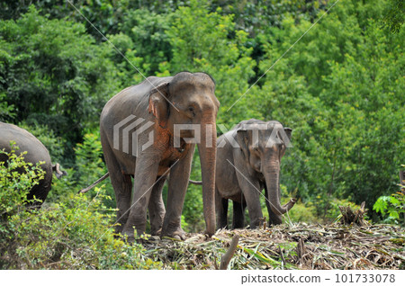 <Laos> Elephants living in "Elephant Village" in Luang Prabang 101733078