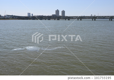 A plesiosaur swimming in the Yodo River 101733195