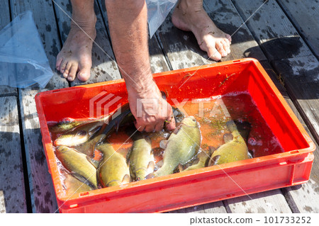 Tench of fresh lake fish at the market. fisherman caught of tinca tinca Tench of fresh lake fish at the market. fisherman caught of tinca tinca 101733252