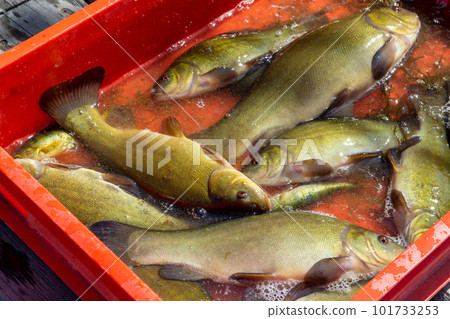 Tench of fresh lake fish at the market. fisherman caught of tinca tinca Tench of fresh lake fish at the market. fisherman caught of tinca tinca 101733253
