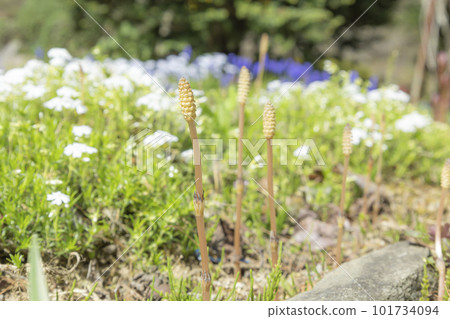 Horsetail growing among spring flowers 101734094