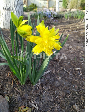 Yellow narcissus flower against the background of green leaves in the garden 101734112