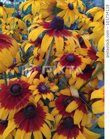 Yellow opened bright echinacea flowers, ornamental flowers in the garden 101734119