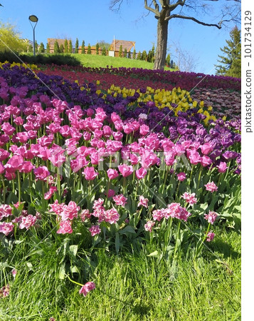 Beautiful lilac tulips on green leaves background in garden 101734129
