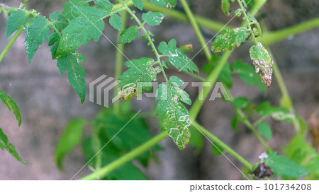 Tomato leaf was attacked by leaf miner bug. Tomato leaf was attacked by leaf miner bug. 101734208