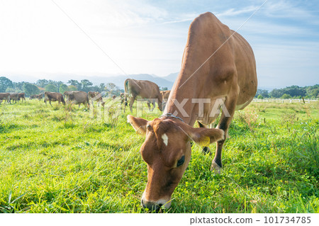 在山梨縣澤西牧場的 Seisenryo 農場放牧的奶牛 101734785
