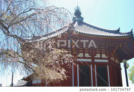 Cherry blossoms and the scenery of Kofuku-ji Temple South Round Hall Cherry blossoms and the scenery of Kofuku-ji Temple South Round Hall 101734797