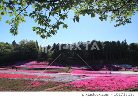 Landscape of moss slurry Landscape of moss slurry 101735153