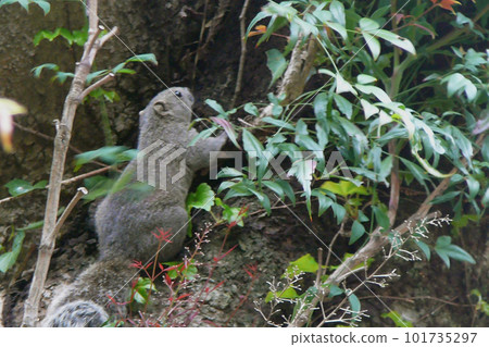 Taiwan squirrel climbing a tree [Specified Alien Species] Kamakura City, Kanagawa Prefecture 101735297