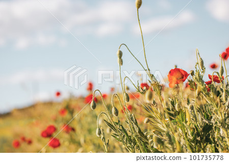 A lot of fresh red poppies blooming in a green spring meadow in warm sunny day. Natural springtime landscape. Wild flowers blossom on a wind. Beautiful floral wallpaper. Macro photo of the plants. A lot of fresh red poppies blooming in a green spring meadow in warm sunny day. Natural springtime landscape. Wild flowers blossom on a wind. Beautiful floral wallpaper. Macro photo of the plants. 101735778