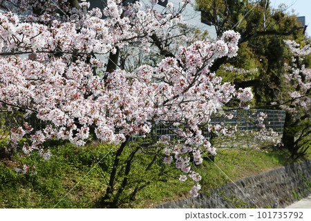 京都櫻花、櫻花、落櫻、水面櫻花、櫻花地毯、櫻花地毯、河櫻花、岡崎櫻花、船屋、京都觀光、河面櫻花、古城櫻花 101735792