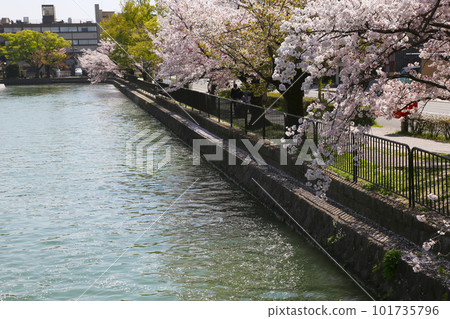 Kyoto cherry blossoms, cherry blossoms, falling cherry blossoms, water surface cherry blossoms, cherry blossom carpet, cherry blossom carpet, river cherry blossoms, Okazaki cherry blossoms, houseboat, Kyoto sightseeing, river surface cherry blossoms, ancient city cherry blossoms 101735796