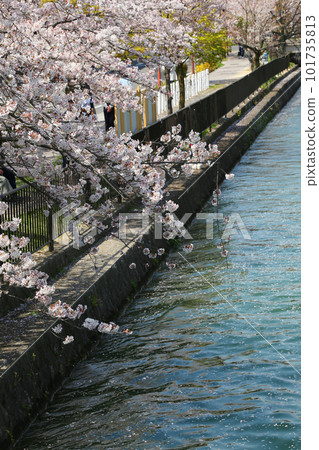 京都櫻花、櫻花、落櫻、水面櫻花、櫻花地毯、櫻花地毯、河櫻花、岡崎櫻花、船屋、京都觀光、河面櫻花、古城櫻花 京都櫻花、櫻花、落櫻、水面櫻花、櫻花地毯、櫻花地毯、河櫻花、岡崎櫻花、船屋、京都觀光、河面櫻花、古城櫻花 101735813