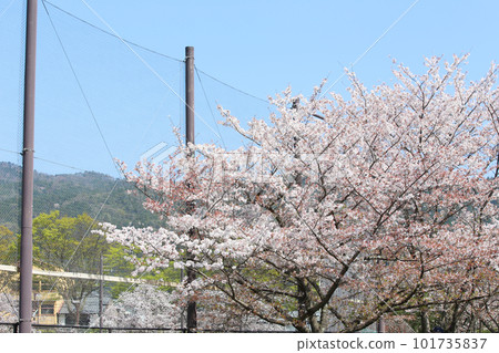 京都櫻花、櫻花、落櫻、水面櫻花、櫻花地毯、櫻花地毯、河櫻花、岡崎櫻花、船屋、京都觀光、河面櫻花、古城櫻花 京都櫻花、櫻花、落櫻、水面櫻花、櫻花地毯、櫻花地毯、河櫻花、岡崎櫻花、船屋、京都觀光、河面櫻花、古城櫻花 101735837