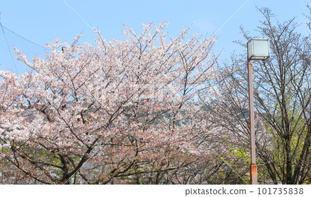 京都櫻花、櫻花、落櫻、水面櫻花、櫻花地毯、櫻花地毯、河櫻花、岡崎櫻花、船屋、京都觀光、河面櫻花、古城櫻花 京都櫻花、櫻花、落櫻、水面櫻花、櫻花地毯、櫻花地毯、河櫻花、岡崎櫻花、船屋、京都觀光、河面櫻花、古城櫻花 101735838