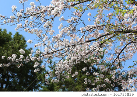 京都櫻花、櫻花、落櫻、水面櫻花、櫻花地毯、櫻花地毯、河櫻花、岡崎櫻花、船屋、京都觀光、河面櫻花、古城櫻花 京都櫻花、櫻花、落櫻、水面櫻花、櫻花地毯、櫻花地毯、河櫻花、岡崎櫻花、船屋、京都觀光、河面櫻花、古城櫻花 101735839