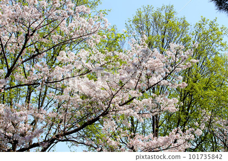 京都櫻花、櫻花、落櫻、水面櫻花、櫻花地毯、櫻花地毯、河櫻花、岡崎櫻花、船屋、京都觀光、河面櫻花、古城櫻花 101735842