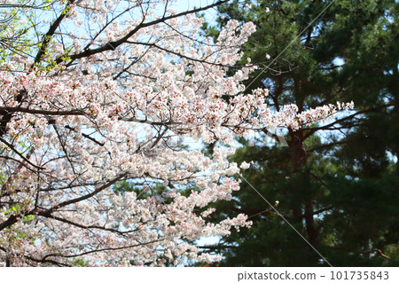 京都櫻花、櫻花、落櫻、水面櫻花、櫻花地毯、櫻花地毯、河櫻花、岡崎櫻花、船屋、京都觀光、河面櫻花、古城櫻花 京都櫻花、櫻花、落櫻、水面櫻花、櫻花地毯、櫻花地毯、河櫻花、岡崎櫻花、船屋、京都觀光、河面櫻花、古城櫻花 101735843
