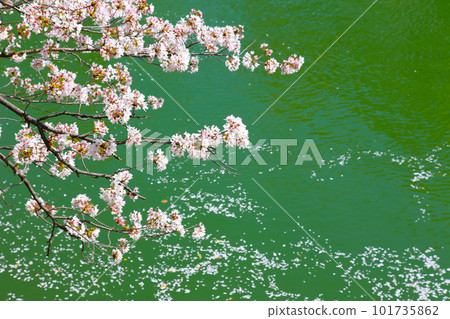 京都櫻花、櫻花、落櫻、水面櫻花、櫻花地毯、櫻花地毯、河櫻花、岡崎櫻花、船屋、京都觀光、河面櫻花、古城櫻花 京都櫻花、櫻花、落櫻、水面櫻花、櫻花地毯、櫻花地毯、河櫻花、岡崎櫻花、船屋、京都觀光、河面櫻花、古城櫻花 101735862