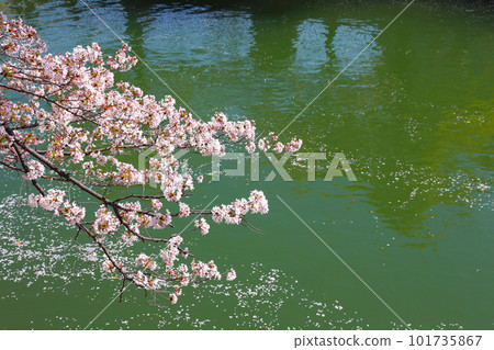 京都櫻花、櫻花、落櫻、水面櫻花、櫻花地毯、櫻花地毯、河櫻花、岡崎櫻花、船屋、京都觀光、河面櫻花、古城櫻花 101735867