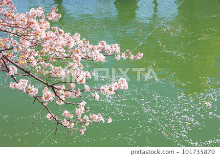 京都櫻花、櫻花、落櫻、水面櫻花、櫻花地毯、櫻花地毯、河櫻花、岡崎櫻花、船屋、京都觀光、河面櫻花、古城櫻花 京都櫻花、櫻花、落櫻、水面櫻花、櫻花地毯、櫻花地毯、河櫻花、岡崎櫻花、船屋、京都觀光、河面櫻花、古城櫻花 101735870