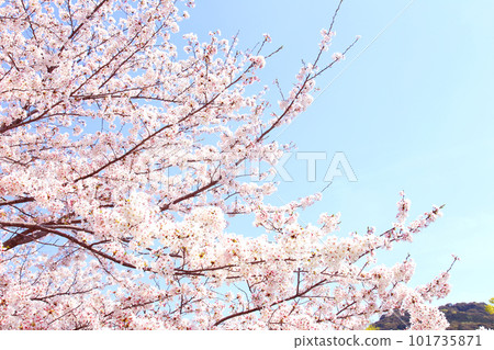 京都櫻花、櫻花、落櫻、水面櫻花、櫻花地毯、櫻花地毯、河櫻花、岡崎櫻花、船屋、京都觀光、河面櫻花、古城櫻花 京都櫻花、櫻花、落櫻、水面櫻花、櫻花地毯、櫻花地毯、河櫻花、岡崎櫻花、船屋、京都觀光、河面櫻花、古城櫻花 101735871