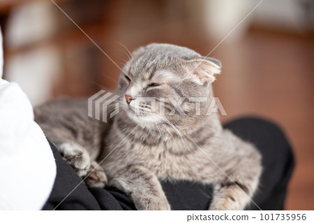 Beautiful striped gray cat. A domestic cat is lying on the sofa. A cat in a home interior. Image for veterinary clinics, websites about cats. selective focus Beautiful striped gray cat. A domestic cat is lying on the sofa. A cat in a home interior. Image for veterinary clinics, websites about cats. selective focus 101735956