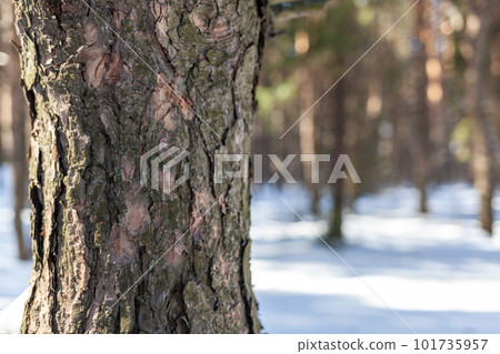 A close-up photo of a tree trunk. There is a forest in the background, and free space for text. The bark of the trunk is infected with pests. Bark destroyed by the weather.  101735957