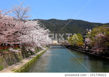 京都櫻花、櫻花、落櫻、水面櫻花、櫻花地毯、櫻花地毯、河櫻花、岡崎櫻花、船屋、京都觀光、河面櫻花、古城櫻花 京都櫻花、櫻花、落櫻、水面櫻花、櫻花地毯、櫻花地毯、河櫻花、岡崎櫻花、船屋、京都觀光、河面櫻花、古城櫻花 101736022