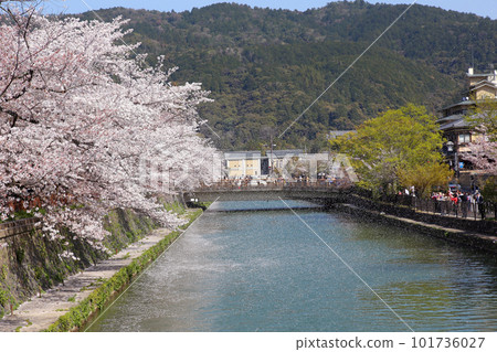 京都櫻花、櫻花、落櫻、水面櫻花、櫻花地毯、櫻花地毯、河櫻花、岡崎櫻花、船屋、京都觀光、河面櫻花、古城櫻花 京都櫻花、櫻花、落櫻、水面櫻花、櫻花地毯、櫻花地毯、河櫻花、岡崎櫻花、船屋、京都觀光、河面櫻花、古城櫻花 101736027