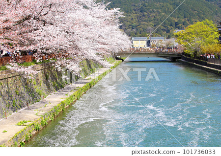 京都櫻花、櫻花、落櫻、水面櫻花、櫻花地毯、櫻花地毯、河櫻花、岡崎櫻花、船屋、京都觀光、河面櫻花、古城櫻花 京都櫻花、櫻花、落櫻、水面櫻花、櫻花地毯、櫻花地毯、河櫻花、岡崎櫻花、船屋、京都觀光、河面櫻花、古城櫻花 101736033
