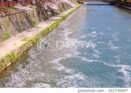 京都櫻花、櫻花、落櫻、水面櫻花、櫻花地毯、櫻花地毯、河櫻花、岡崎櫻花、船屋、京都觀光、河面櫻花、古城櫻花 京都櫻花、櫻花、落櫻、水面櫻花、櫻花地毯、櫻花地毯、河櫻花、岡崎櫻花、船屋、京都觀光、河面櫻花、古城櫻花 101736047