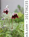 pasqueflower 2 101736235