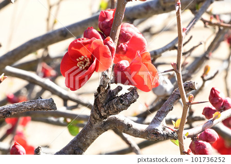 Winter flowers xylophone Winter flowers xylophone 101736252