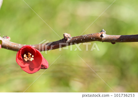 Winter flowers xylophone Winter flowers xylophone 101736253
