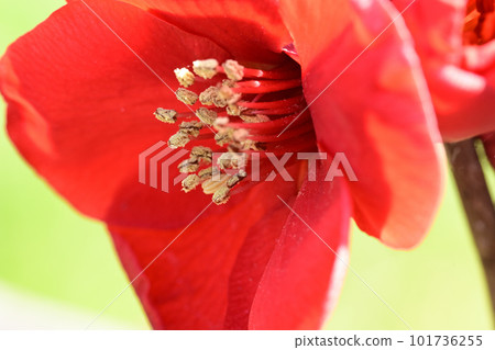 冬天開花木琴 冬天開花木琴 101736255