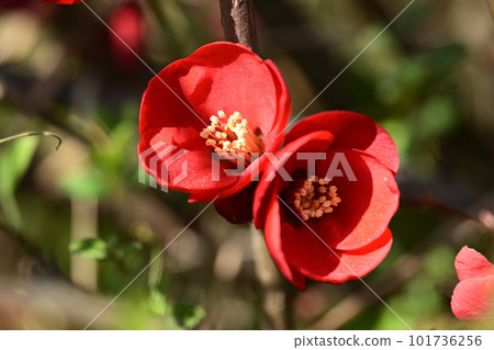 Winter flowers xylophone Winter flowers xylophone 101736256