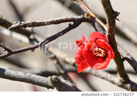 冬天開花木琴 冬天開花木琴 101736257
