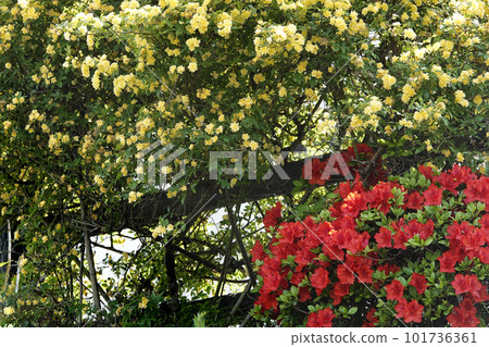 紅色杜鵑花和黃色 Mokkou 玫瑰花 紅色杜鵑花和黃色 Mokkou 玫瑰花 101736361