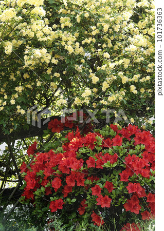 Red azalea and yellow Mokkou rose flowers Red azalea and yellow Mokkou rose flowers 101736363