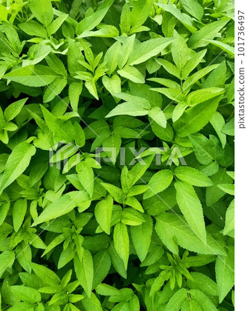 Hairy Beggarticks Plant Green Leaves Background  101736497