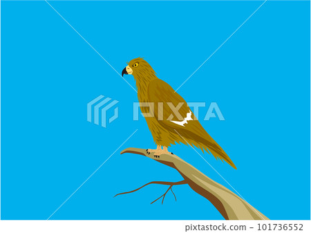 一隻黑色的風箏棲息在藍天下的一棵樹上 101736552