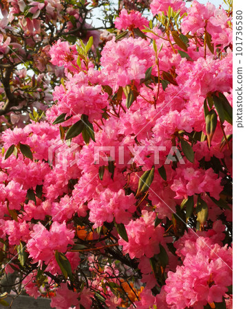 粉色的花開在春天 粉色的花開在春天 101736580