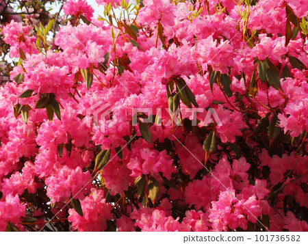Pink flowers in full bloom Pink flowers in full bloom 101736582