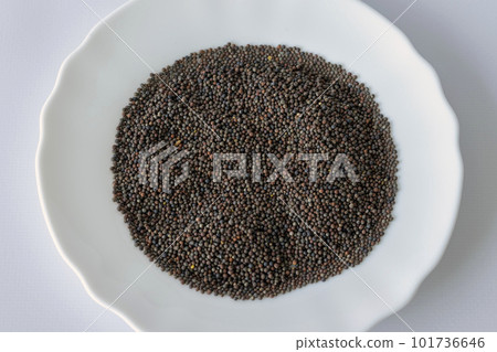 Broccoli seeds for sprouting in a white plate 101736646