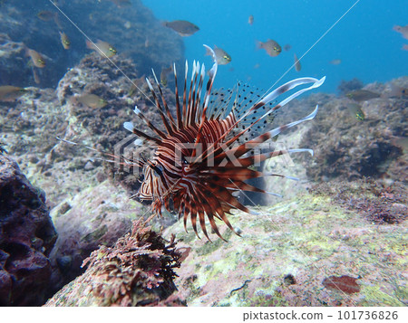 Lion Fish 101736826