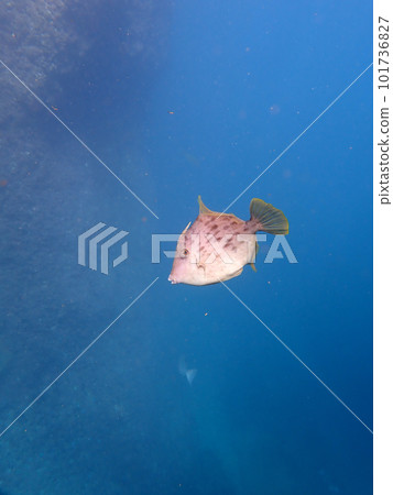 Quietly! filefish 101736827