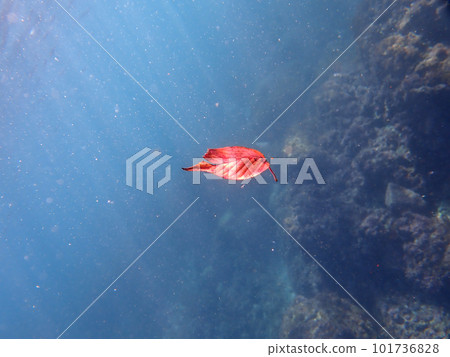 Autumn Dry leaves dance in the water 101736828